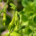 Nicotiana langsdorfii (3)
